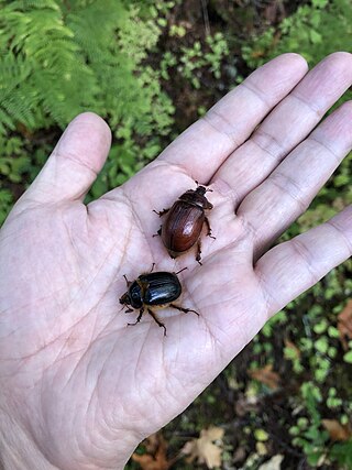 <i>Pleocoma dubitabilis</i> Species of beetle