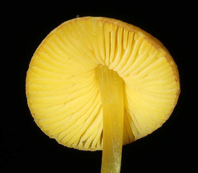 File:Pluteus chrysophlebius 5752437.jpg