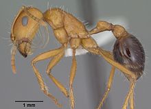 Pogonomyrmex californicus casent0102895 profile 1.jpg