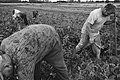 Polish Village Workers (56920600).jpeg