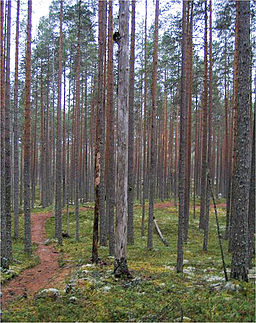 Vandringsled i Pyhä-Häkki nationalpark
