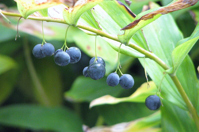 File:Polygonatum multiflorum Kokoryczka wielokwiatowa 2007-08-11 01.jpg