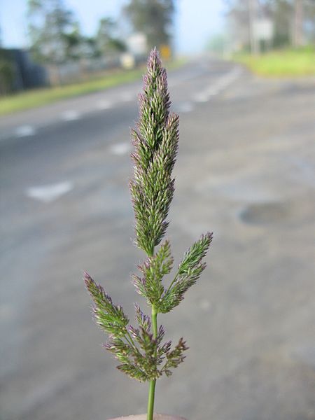 File:Polypogon lutosus flowerhead1 (7405323028).jpg