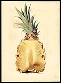 J Marion Shull pineapple.jpg