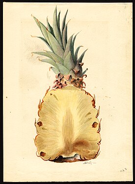 Watercolor by J. Marion Shull of pineapple (Ananas comosus), 1919.