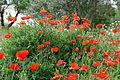 Poppies