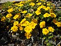 Potentilla aurea