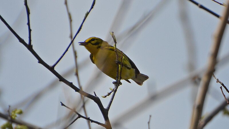 File:Prairie Warbler (8652276997).jpg