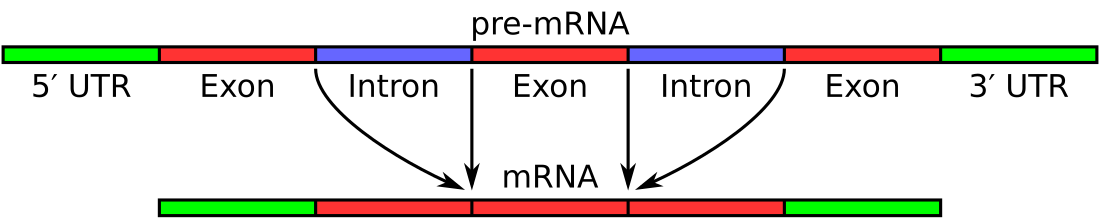 File:Pre-mRNA to mRNA.svg