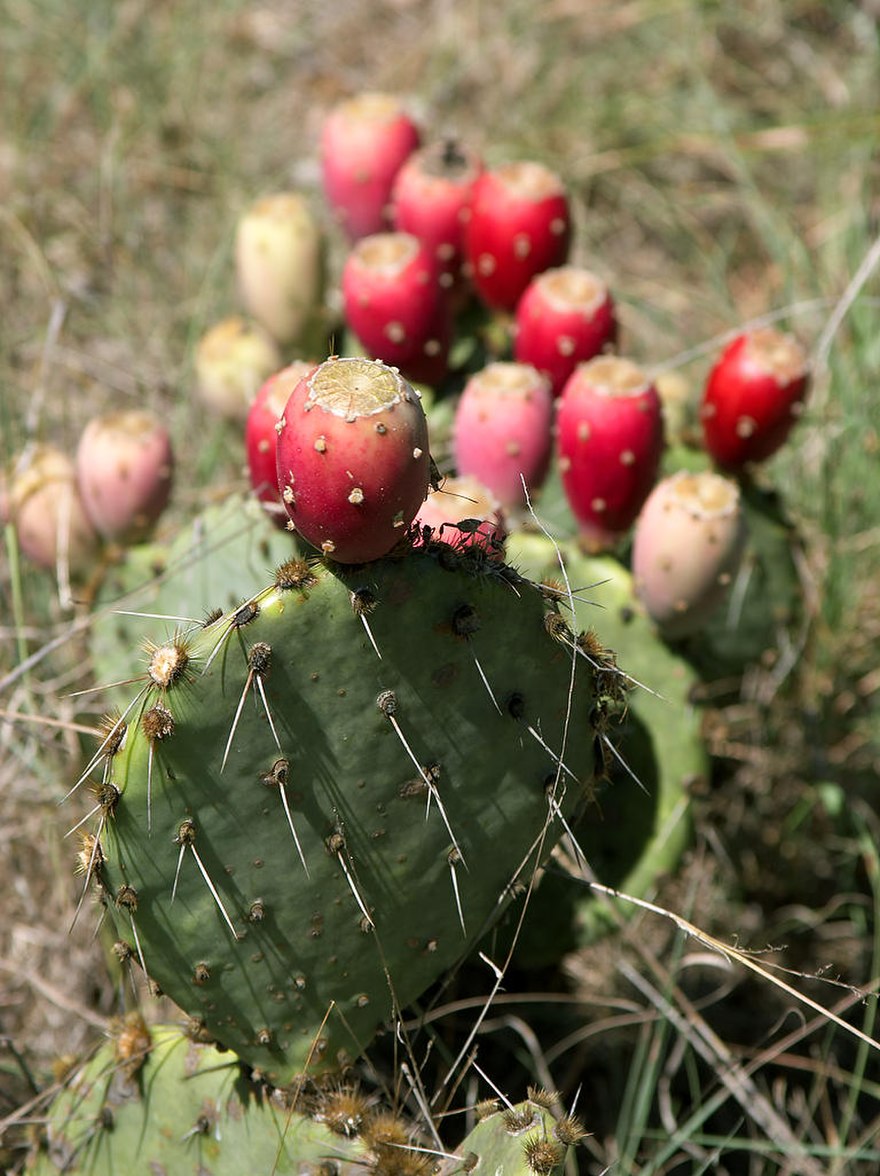 Featured image of post Simple Way to The Prickly Pear Cactus Became Unusually Abundant After Its Introduction In Australia Because It