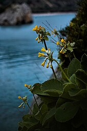 Nationalpark Cilento Und Vallo Di Diano: Landschaft, Flora, Fauna