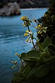 Endemska Primula palinuri, simbol nacionalnog parka, ispred zaljeva Camerota