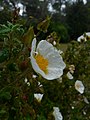 Català: Estepa borrera (Cistus salviifolius) a Collserola prop de Mas Pins