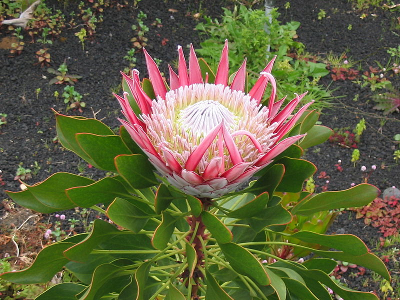 File:Protea cynaroides (Flower).jpg