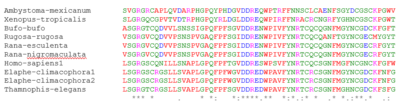 This is an alignment structure showing only the conserved region of protein nucleotide sequences of Frogs (Their genebank accession number CAR95491,CAJ82935, BAA02077, BAV78831 and AAC17168), Snakes (Their genebank accession numbers BBC55580, XP032076040 and BBC55647) and Human (Genebank accession number AAA61242) using Clustal Omega. (Note: (*) shows a conserved region,(.) shows more conserved and (:) shows less conserved.) Protein nucleotides.png