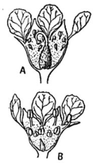 <i>Prunus minutiflora</i>