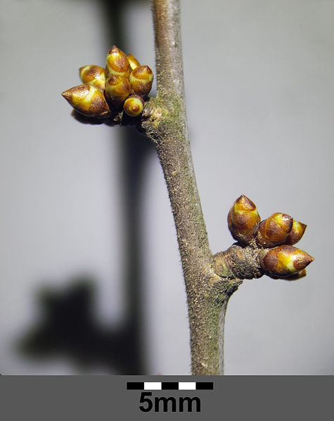 File:Prunus spinosa sl3.jpg