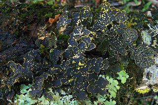 <i>Pseudocyphellaria granulata</i> Species of lichen