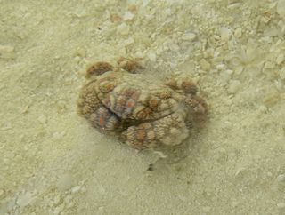 <i>Pseudoliomera</i> Genus of crabs
