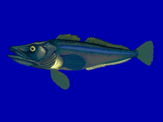 <i>Pseudochaenichthys</i> Species of fish