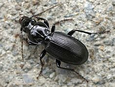 Pterostichus madidus.