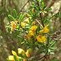 Thumbnail for Pultenaea altissima