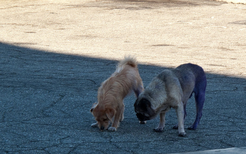File:Purple dog with doggy friend.jpg