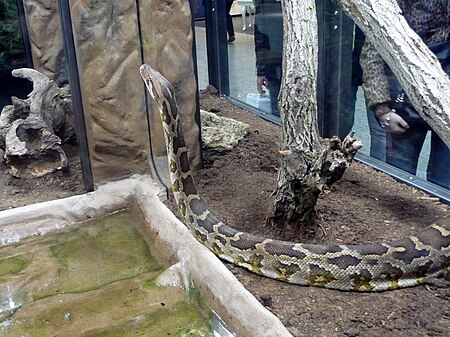 Tập_tin:Python_molurus,_Vaňkovka,_Brno_(2).jpg