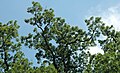 Quercus alba (white oak) 2.jpg