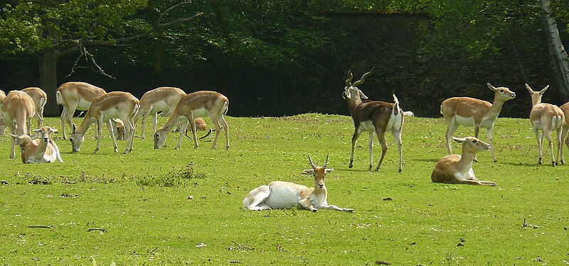 File:Réserve de Sauvage Antilopes cervicapra.jpg