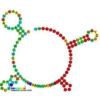 <span class="mw-page-title-main">RprA RNA</span>