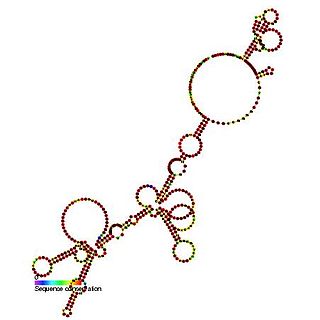 FGF-2 internal ribosome entry site (IRES)