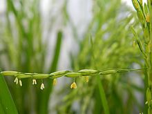 Barevná fotografie žlutého a bílého květenství, visícího podél ucha rýže, naklánějícího se vodorovně (zblízka).  Na rozmazaném pozadí jsou uši zelené rýže.