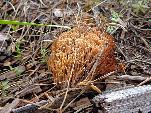 Ramaria flavescens 01