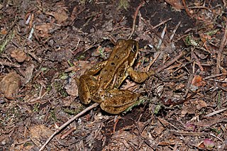 <span class="mw-page-title-main">Cascades frog</span> Species of frog