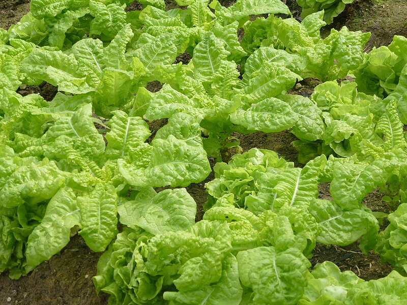 File:Rau diếp - Lactuca sativa L. var. longifolia.JPG