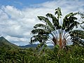 マダガスカルの植物相のサムネイル