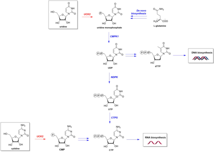 Schematic for role of UCK2 in pyrimidine salvage Reaction pathway for UCK2 in pyrimidine biosynthesis.png