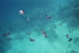 Marine life of the Straits of Messina