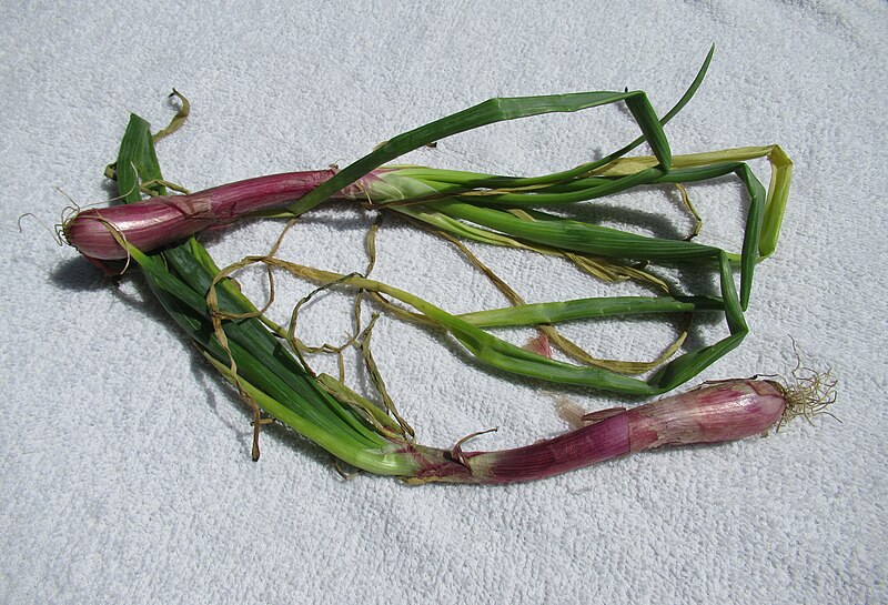 File:Red Onions in the Philippines 02.jpg