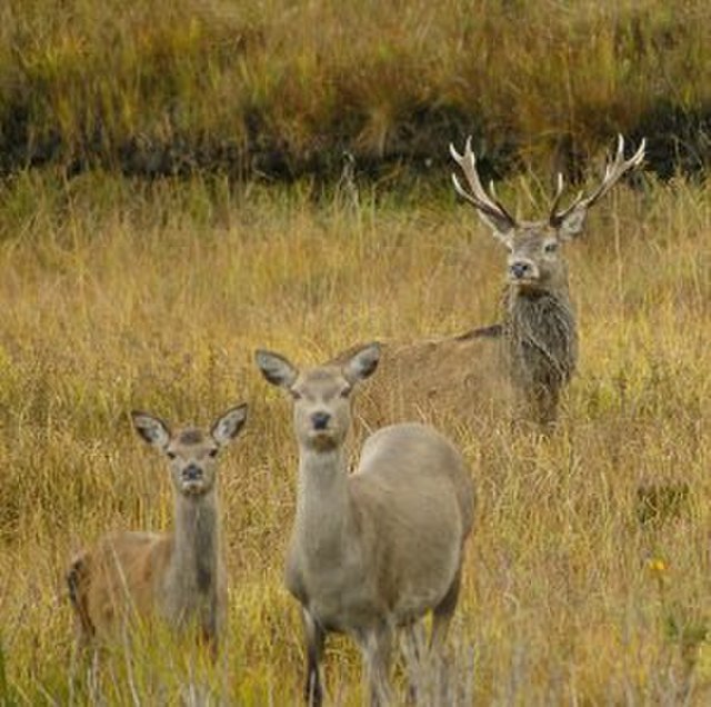 File:Red_deer.jpg