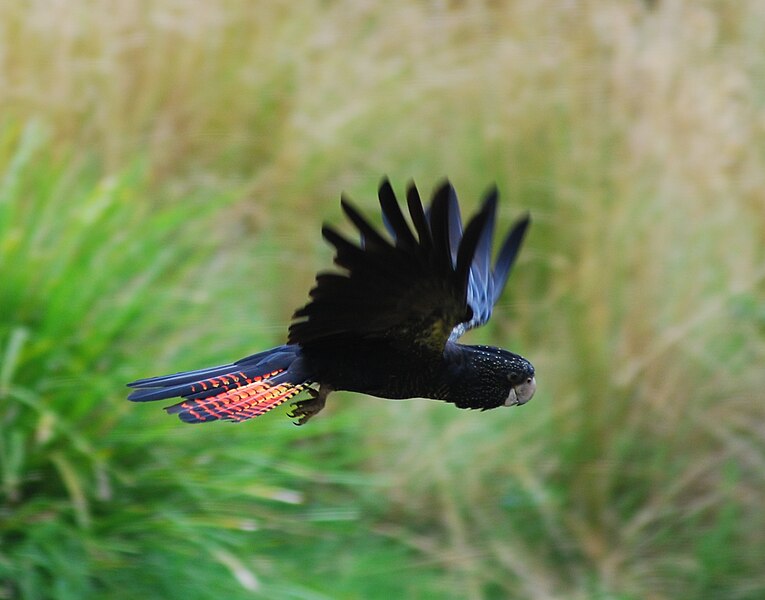 File:Red tailed Black Cockatoo in flight.jpg