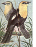 Thumbnail for File:Reed-yellow-headed-blackbird.png