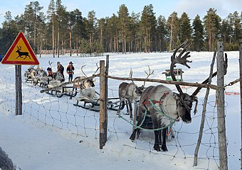 Reindeer sleds