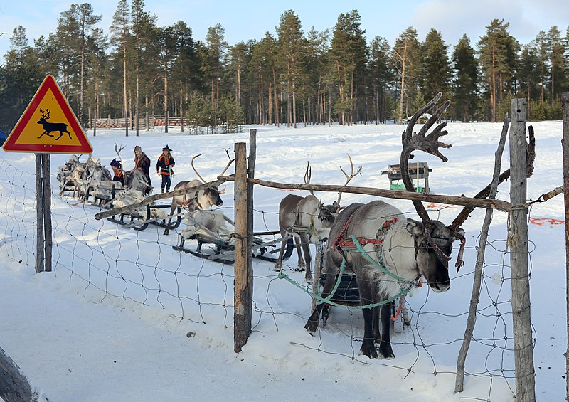 File:Reindeer farm, Inari, Suomi - Finland 2013-03-10 f.jpg