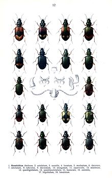 Reitter Bembidion2.jpg