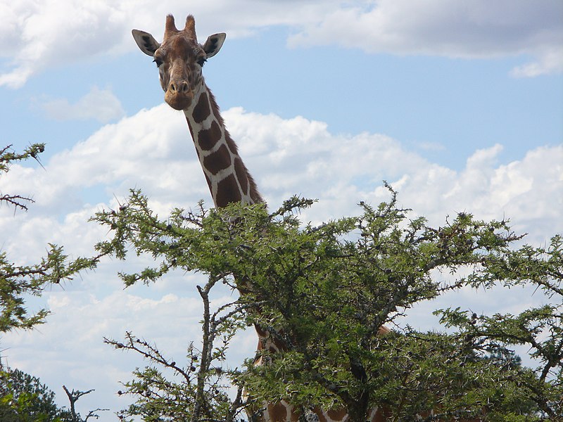 File:Reticulated giraffe kenya.jpg