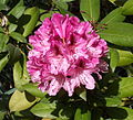 Pink Rhododendron caucasicum hybridum Prince Camille de Rohan