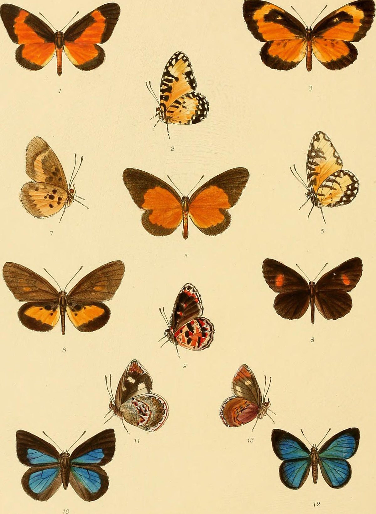 File:Rhopalocera exotica; being illustraions of new, rare, and 