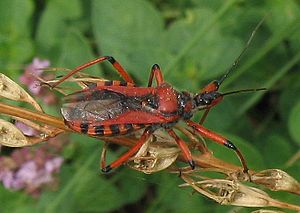 Red murder bug (Rhynocoris iracundus)